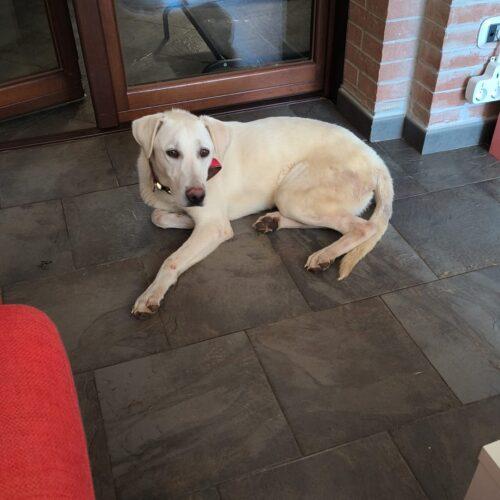 Gelsomino - 10 Mesi (Nato Indicativamente I Primi Di Febbraio 2025)  Razza: Simil Labrador  Taglia: Medio Grande / Grande  